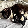 cat, black_and_white_cat, plush_toy, bed, blanket, sleeping, cozy, indoor, pet, animal, fur, paw, resting, cute, soft, comfort, toy, relaxed, domestic_animal, feline