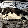 Rocky Ravenwolf joined the competition — help win amazing prizes! cat, black_and_white, sleeping, bed, blanket, sunlight, indoor, cozy, relaxation, pet, animal, feline, resting, paw, fur, comfort, striped, pattern, quiet, peaceful