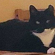 Rocky Ravenwolf is registered to the contest to win money with this photo: cat, black_cat, white_paws, chair, wooden_chair, table, candle_holder, indoor, pet, animal, feline, resting, furniture, glowing_eyes, blurry, low_resolution, domestic, cozy, quiet, still_life