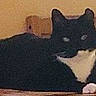 cat, black_cat, white_paws, chair, wooden_chair, table, candle_holder, indoor, pet, animal, feline, resting, furniture, glowing_eyes, blurry, low_resolution, domestic, cozy, quiet, still_life