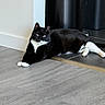 Rocky Ravenwolf is registered to the contest to win money with this photo: cat, black_and_white, indoor, floor, relaxed, animal, pet, corner, appliance, curious, feline, whiskers, paws, lying_down, domestic, mammal, household, calm, resting, fur