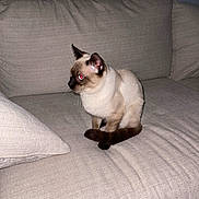 Caca-Meese is registered to the contest to win money with this photo: cat, siamese_cat, pet, animal, indoor, couch, furniture, beige, whiskers, tail, ears, fur, sitting, closeup, domestic_animal, side_view, red_eye, wall, cushion, resting