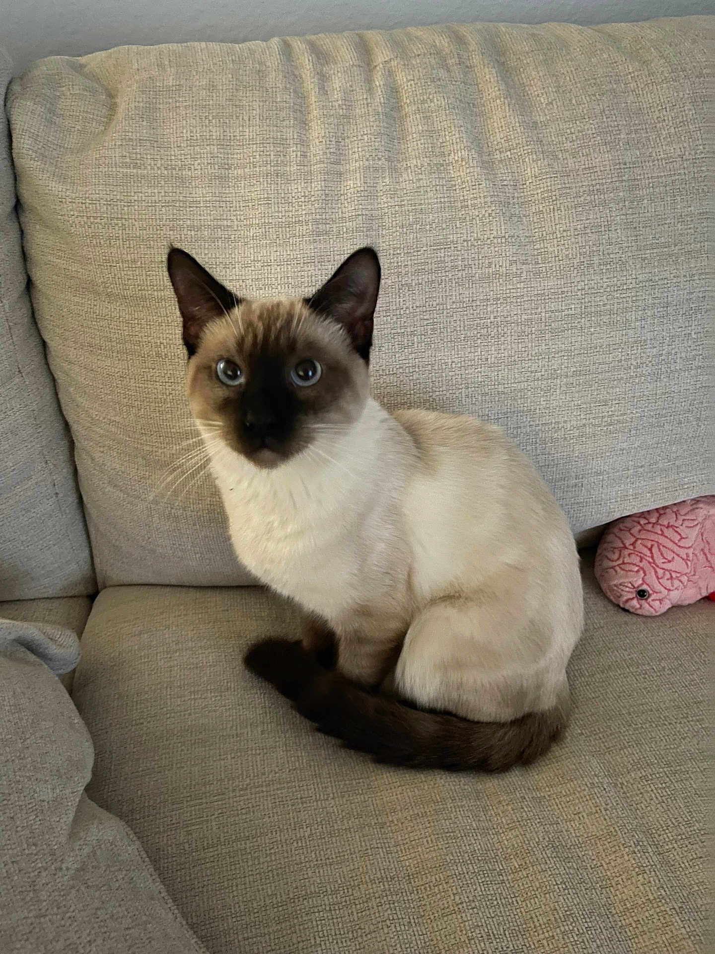 Caca-Meese is registered to the contest to win money with this photo: cat, siamese_cat, pet, animal, blue_eyes, sitting, couch, beige, plush_toy, brain_toy, indoor, feline, fur, whiskers, ears, tail, alert, cozy, texture, home