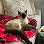 Caca-Meese joined the competition — help win amazing prizes! cat, siamese_cat, blanket, plaid, couch, pillow, indoor, furniture, pet, animal, relaxed, resting, laundry_basket, home, cozy, tail, fur, whiskers, domestic, living_room