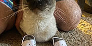 Caca-Meese joined the competition — help win amazing prizes! cat, carpet, white_crocs, tattoos, person, kneeling, indoor, wide_eyes, pet, animal, feline, shorts, legs, whiskers, curious, front_paws, footwear, household, cute, funny
