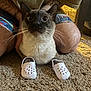 cat, carpet, white_crocs, tattoos, person, kneeling, indoor, wide_eyes, pet, animal, feline, shorts, legs, whiskers, curious, front_paws, footwear, household, cute, funny