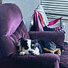 Snoozer joined the competition — help win amazing prizes! dog, armchair, purple, clothes, window, blinds, indoor, sleeping, pet, furniture, cozy, resting, casual, relaxation, domestic, black_and_white, brown, small_dog, living_room, household