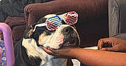 Snoozer joined the competition — help win amazing prizes! american_flag, black_and_white_dog, casual, comfort, companion, couch, cute, dog, furniture, hand, indoor, living_room, patriotic, person, pet, relaxed, remote_control, resting, seated, sunglasses