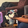 dog, sunglasses, patriotic, american_flag, hand, couch, living_room, remote_control, person, black_and_white_dog, pet, indoor, relaxed, seated, furniture, casual, comfort, companion, resting, cute