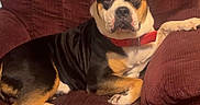 Snoozer joined the competition — help win amazing prizes! dog, canine, pet, indoor, armchair, red_collar, brown, black, white, relaxed, furniture, paw, ears, face, resting, domestic_animal, companion, comfort, portrait, animal