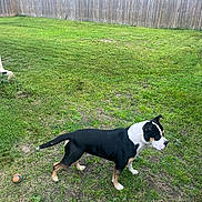 Snoozer is registered to the contest to win money with this photo: dog, grass, backyard, fence, ball, outdoor, pet, animal, lawn, greenery, canine, play, side_view, alert, standing, daylight, yard, domestic_animal, nature, quiet