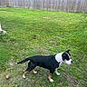 dog, grass, backyard, fence, ball, outdoor, pet, animal, lawn, greenery, canine, play, side_view, alert, standing, daylight, yard, domestic_animal, nature, quiet