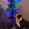 Snoozer is registered to the contest to win money with this photo: dog, christmas_tree, table, lights, indoor, decorations, wall, furniture, pet, colorful_lights, reflection, holiday, festive, canine, black_and_white_dog, seated, domestic, cozy, home, calm
