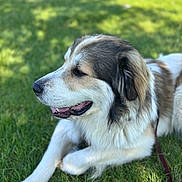 Duncan is registered to the contest to win money with this photo: animal, brown_fur, canine, dog, ear, fur, grass, happy, laying_down, leash, muzzle, nature, outdoor, pet, relaxed, shadow, side_view, sunlight, tongue, white_fur