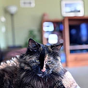 Ninja joined the competition — help win amazing prizes! blanket, bokeh, cat, closeup, couch, cozy, feline, fur, furniture, indoor, lamp, living_room, pet, portrait, relaxed, shelf, sleepy, television, tortoiseshell_cat, whiskers