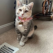 Monroe joined the competition — help win amazing prizes! cat, kitten, pet, indoor, carpet, collar, bell, vent, furniture, floor, cute, animal, whiskers, ears, tabby, young, domestic, curious, sitting, portrait