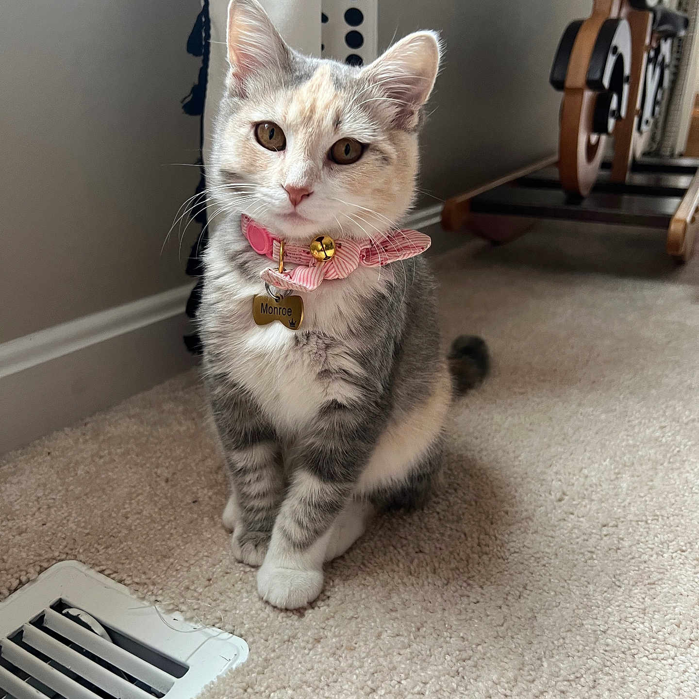 Monroe joined the competition — help win amazing prizes! cat, kitten, pet, indoor, carpet, collar, bell, vent, furniture, floor, cute, animal, whiskers, ears, tabby, young, domestic, curious, sitting, portrait