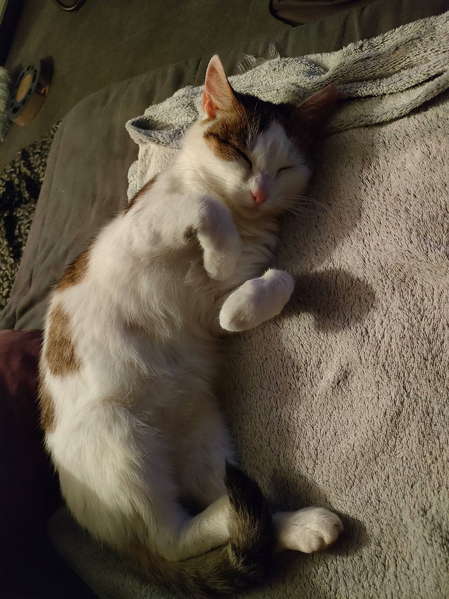 Cléo a rejoint le concours — aidez-le/la à gagner de superbes lots ! carnivore, cat, claw, comfort, domestic_short_haired_cat, fawn, felidae, foot, fur, grey, leg, nap, paw, sand, sitting, sleep, small_to_medium_sized_cats, snout, tail, whiskers