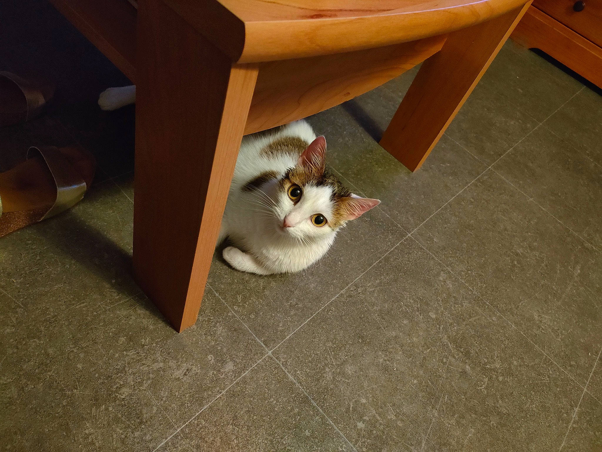 Cléo participe au concours pour gagner de l'argent avec cette photo : box, carnivore, cat, chair, domestic_short_haired_cat, fawn, felidae, floor, flooring, fur, furniture, hardwood, plywood, room, small_to_medium_sized_cats, table, tail, whiskers, wood, wood_stain