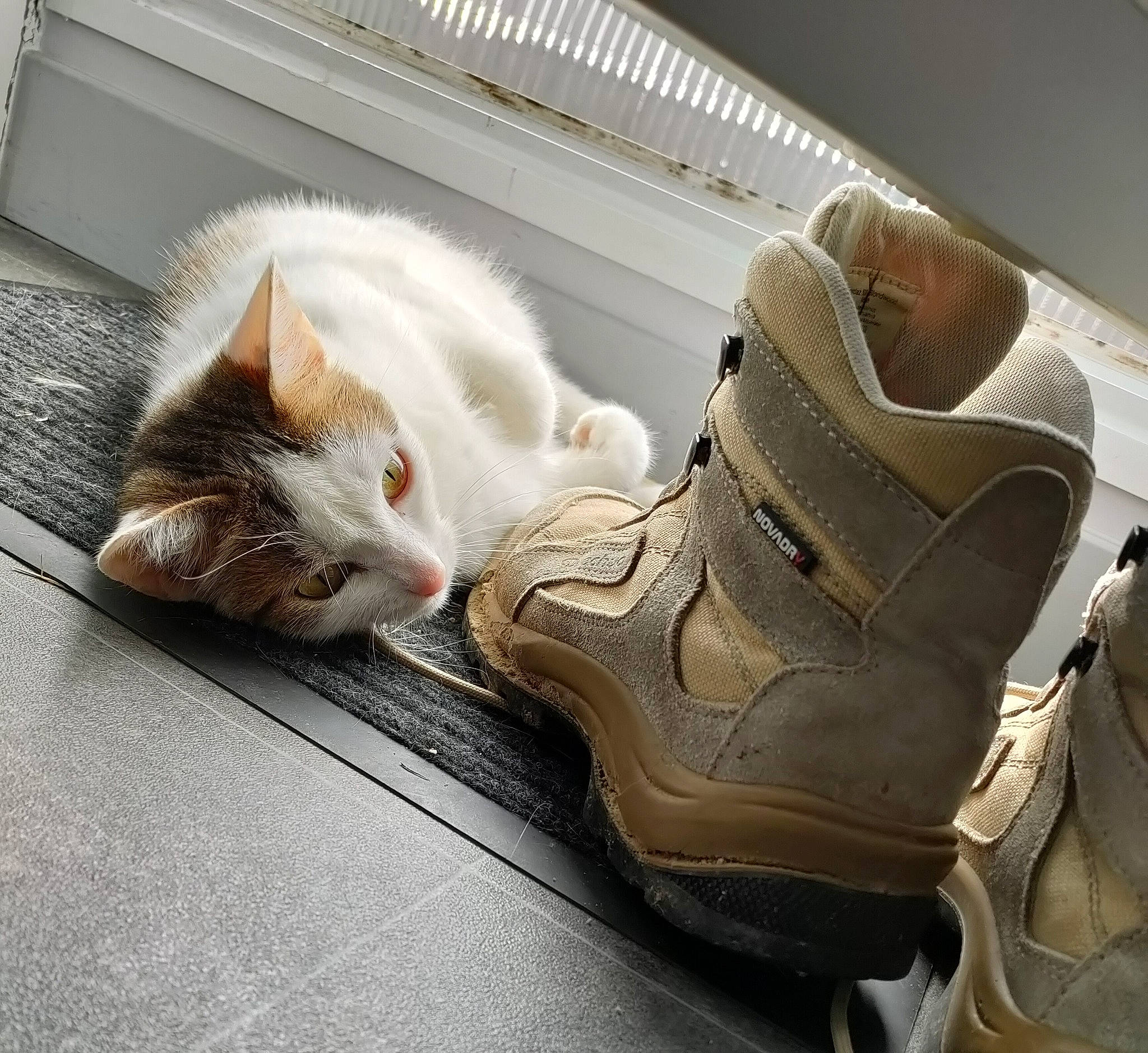 Cléo a rejoint le concours — aidez-le/la à gagner de superbes lots ! athletic_shoe, carmine, cat, comfort, cross_training_shoe, domestic_short_haired_cat, felidae, flooring, grey, human_leg, leg, outdoor_shoe, shoe, small_to_medium_sized_cats, sneakers, sportswear, tail, walking_shoe, whiskers, wood