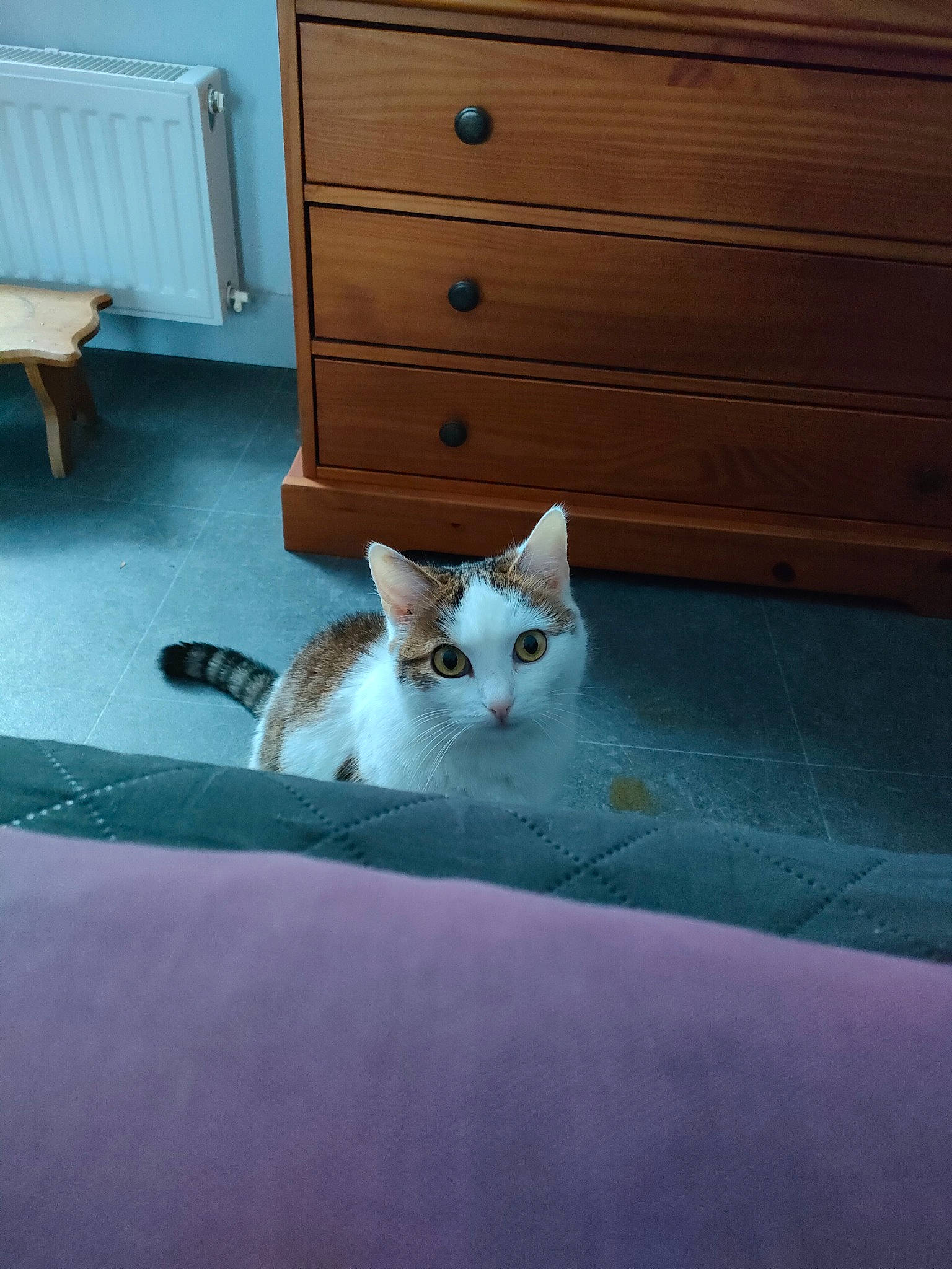 Cléo participe au concours pour gagner de l'argent avec cette photo : cabinetry, carnivore, cat, chest_of_drawers, companion_dog, door, drawer, dresser, fawn, felidae, floor, flooring, grey, hardwood, small_to_medium_sized_cats, tail, textile, wall, whiskers, wood