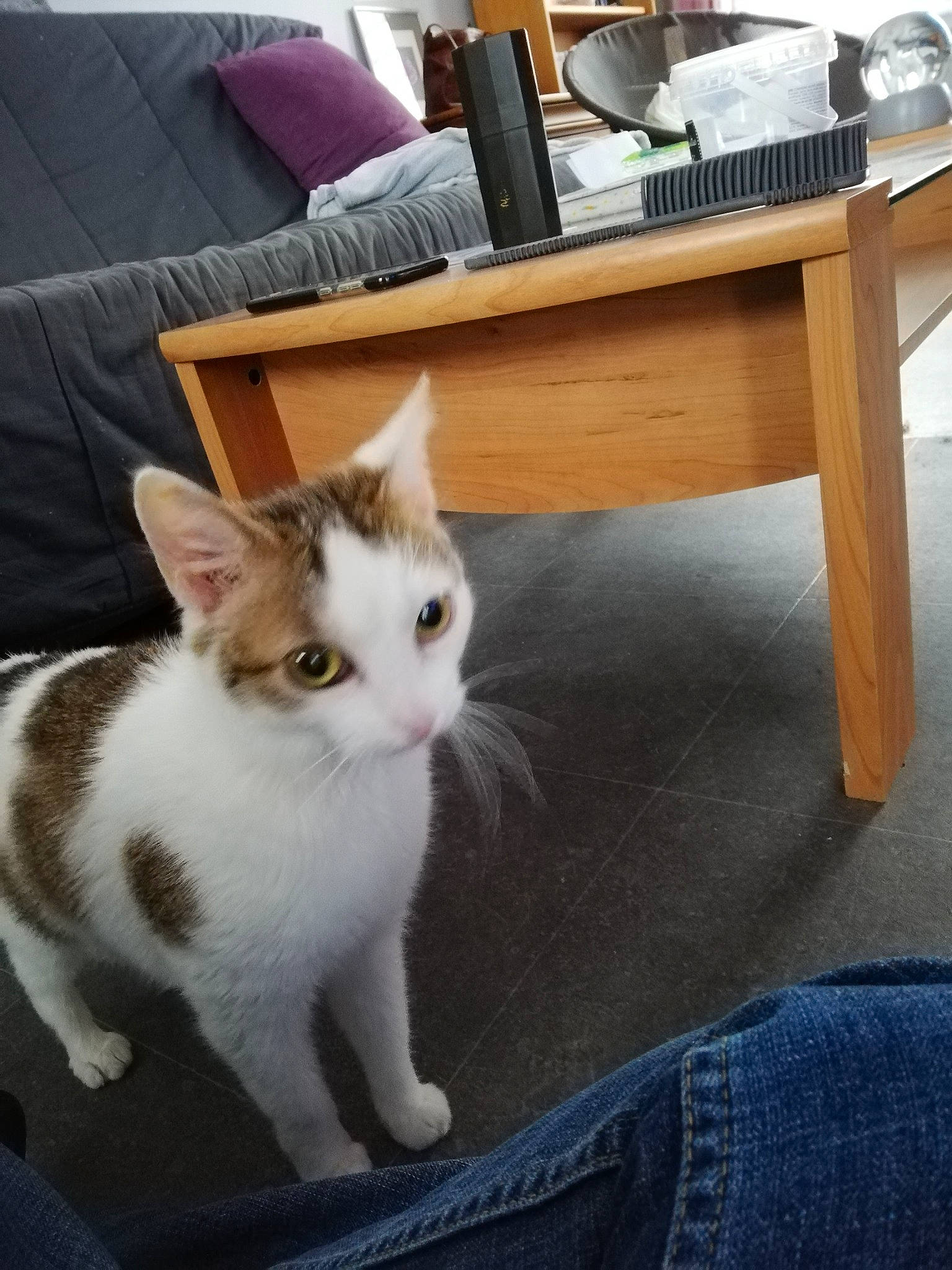 Cléo participe au concours pour gagner de l'argent avec cette photo : carnivore, cat, comfort, denim, desk, domestic_short_haired_cat, felidae, flooring, fur, furniture, hardwood, lap, paw, sitting, small_to_medium_sized_cats, snout, table, tail, whiskers, wood