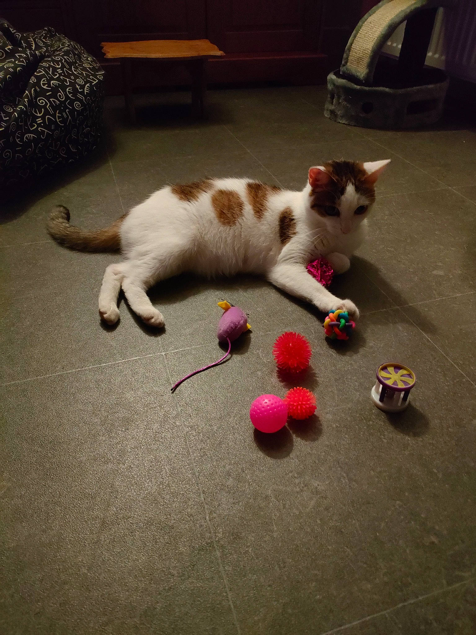 Cléo participe au concours pour gagner de l'argent avec cette photo : canidae, carmine, carnivore, cat, claw, comfort, companion_dog, domestic_short_haired_cat, felidae, floor, flooring, fur, mammal, paw, road_surface, small_to_medium_sized_cats, snout, tail, vertebrate, whiskers