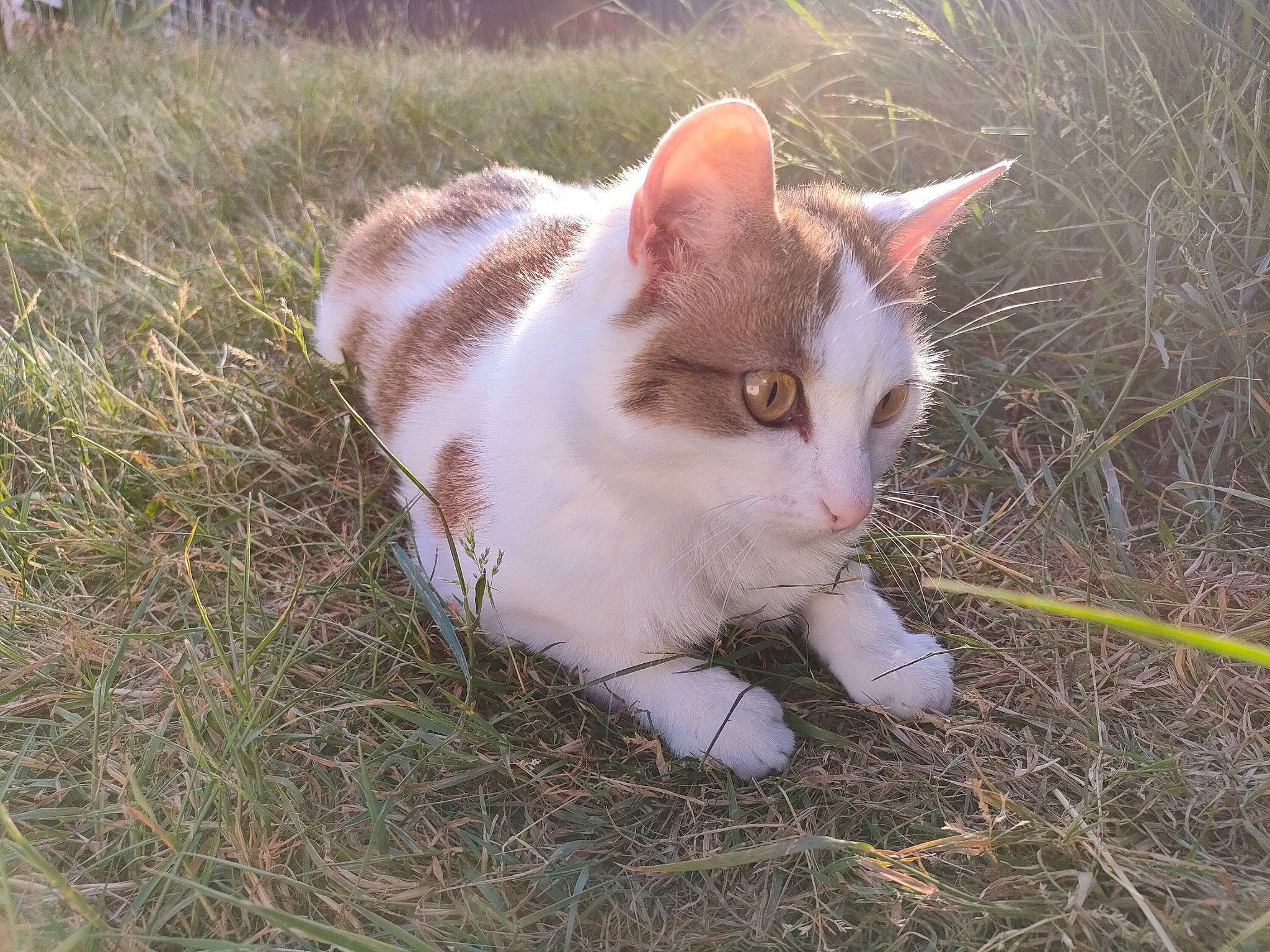 Cléo a rejoint le concours — aidez-le/la à gagner de superbes lots ! art, carnivore, cat, domestic_short_haired_cat, eye, fawn, felidae, fur, grass, head, plant, sitting, small_to_medium_sized_cats, snout, soil, tail, terrestrial_animal, tree, whiskers, wildlife