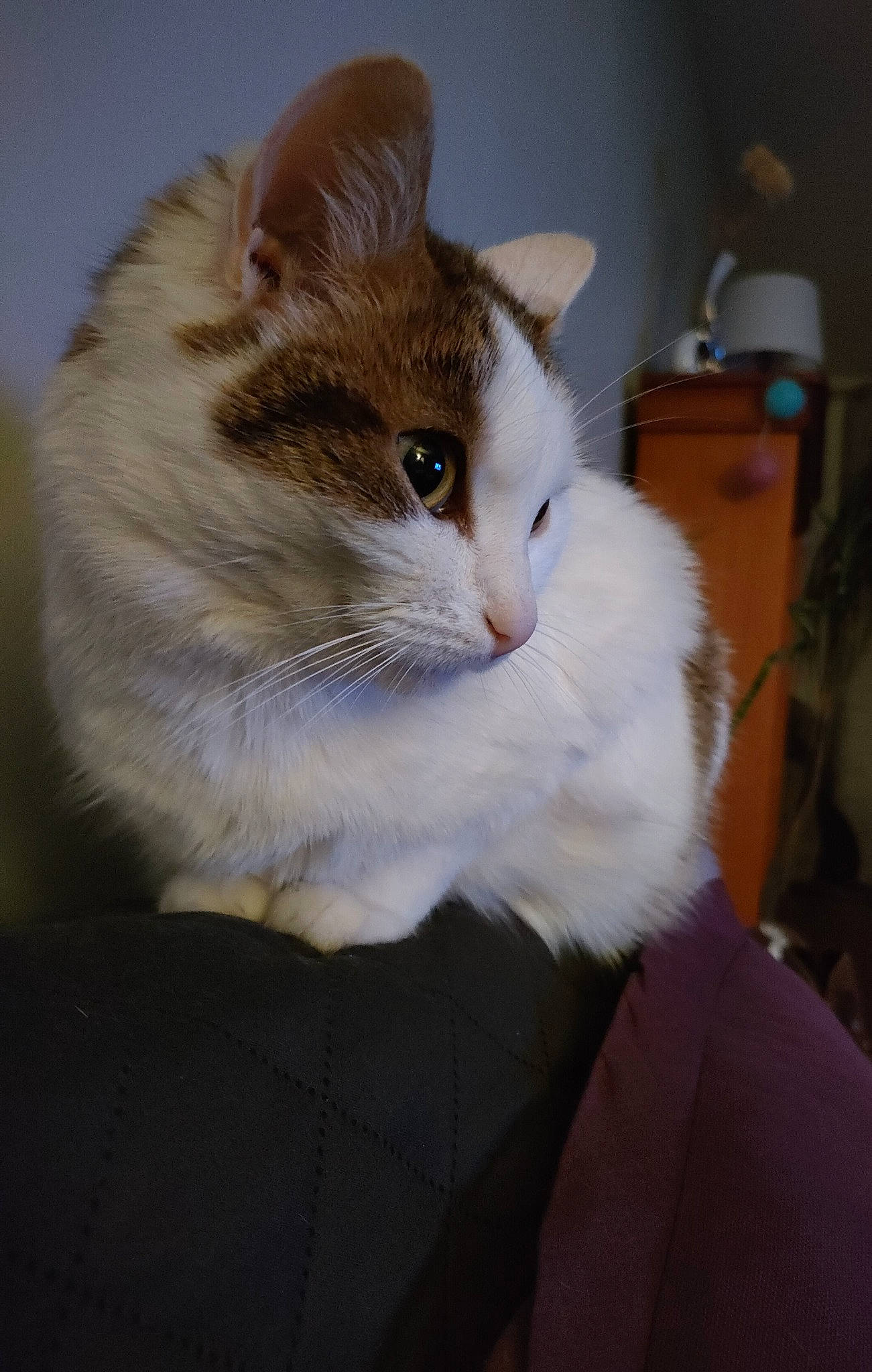 Cléo participe au concours pour gagner de l'argent avec cette photo : box, cardboard, carnivore, cat, comfort, domestic_short_haired_cat, ear, fawn, felidae, fur, small_to_medium_sized_cats, snout, tail, tree, whiskers, window, wood