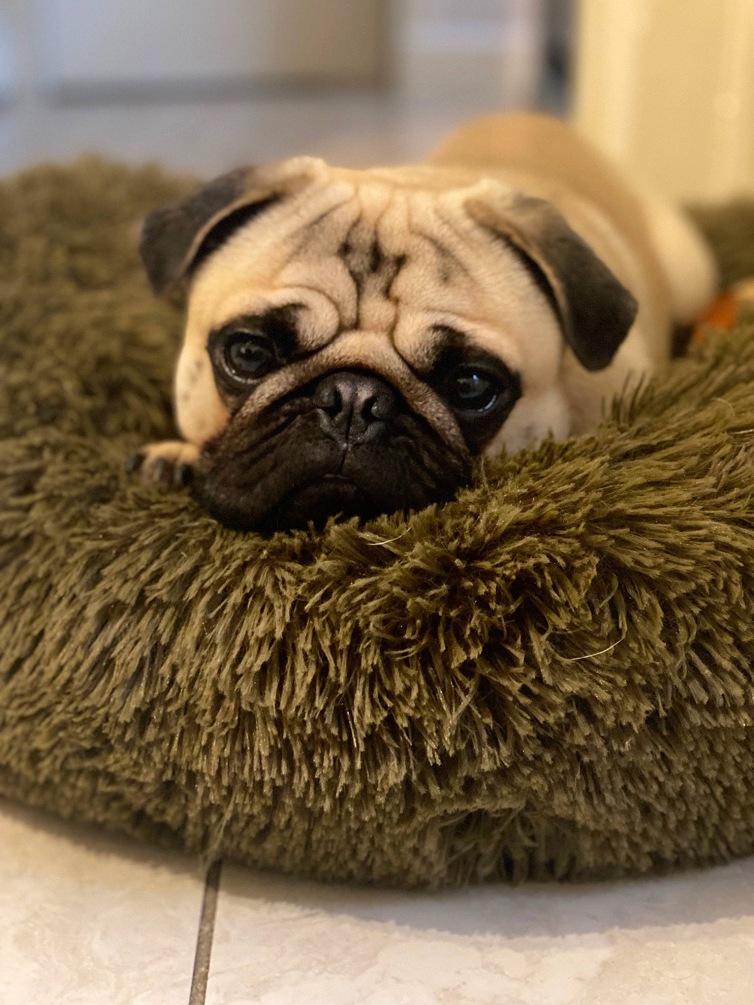 Salto a rejoint le concours — aidez-le/la à gagner de superbes lots ! bored, bulldog, canidae, carnivore, comfort, companion_dog, dog, dog_breed, fawn, fur, non_sporting_group, pug, puppy, snout, sporting_group, terrestrial_animal, toy_dog, whiskers, working_animal, wrinkle