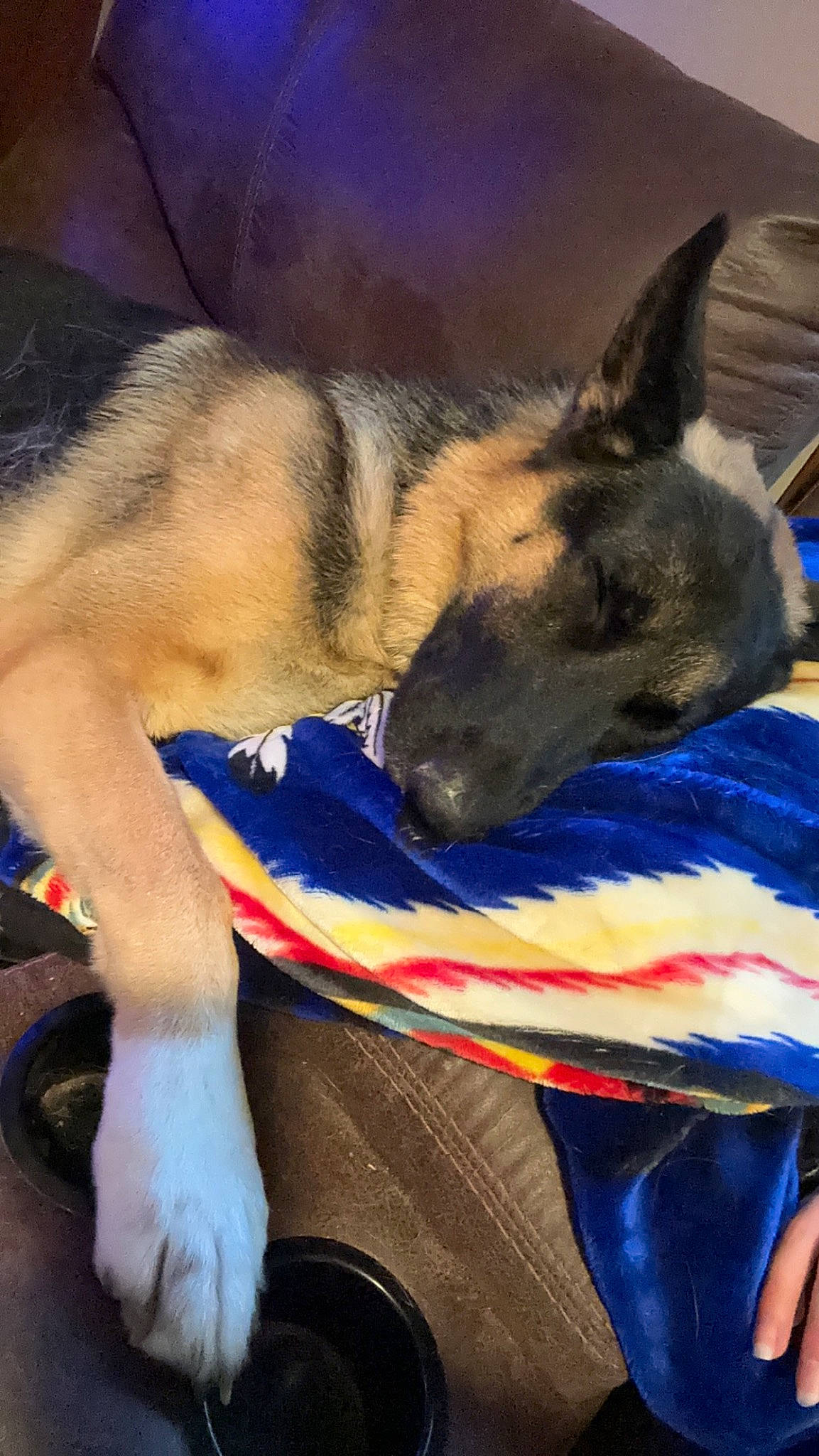 Micco joined the competition — help win amazing prizes! canidae, carnivore, companion_dog, dog, dog_breed, east_european_shepherd, electric_blue, fawn, foot, fur, german_shepherd_dog, herding_dog, human_leg, king_shepherd, mammal, old_german_shepherd_dog, snout, sporting_group, vertebrate, working_animal