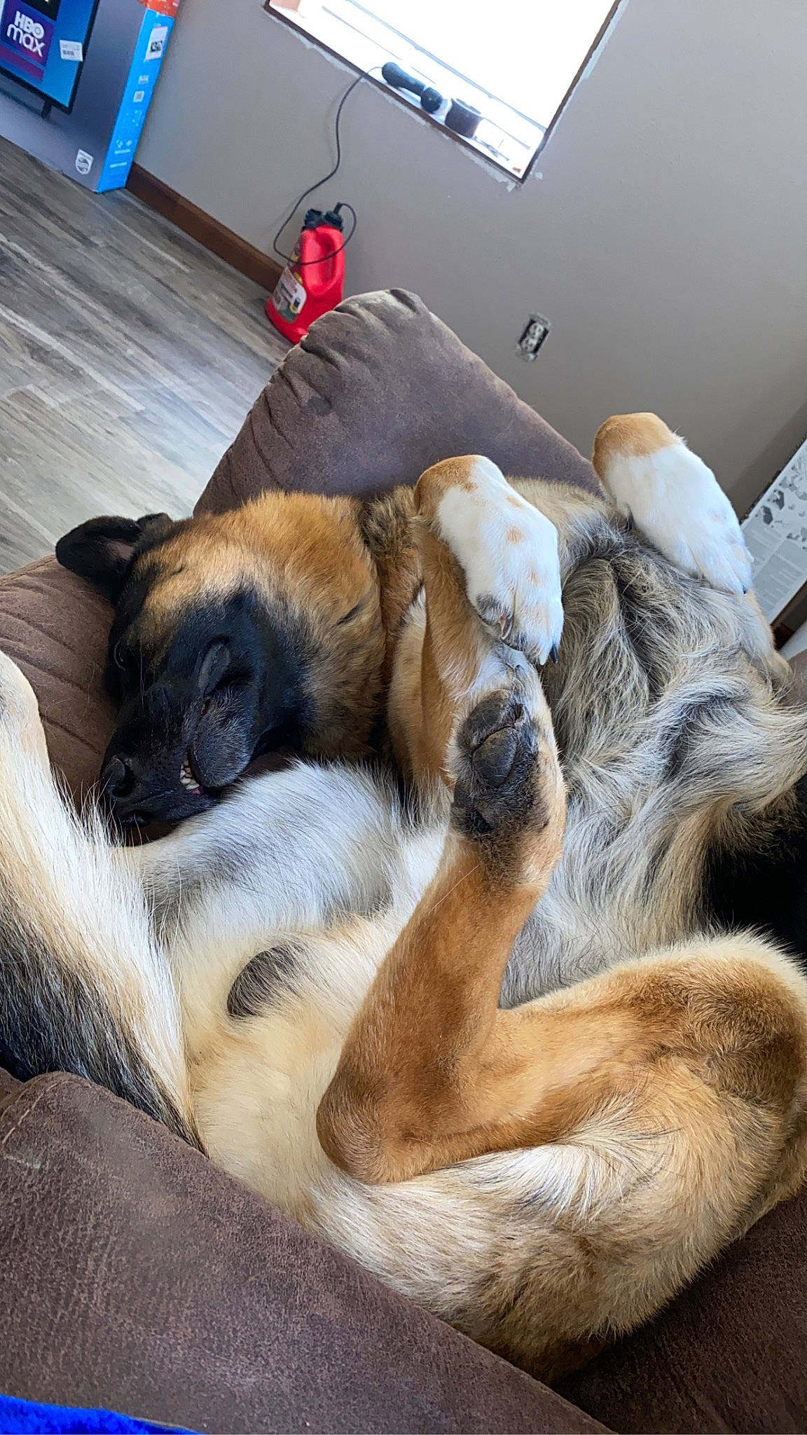 Micco is registered to the contest to win money with this photo: bored, canidae, carnivore, comfort, companion_dog, dog, dog_breed, fawn, felidae, flooring, fur, nap, paw, puppy, sleep, snout, sporting_group, tail, terrestrial_animal, whiskers