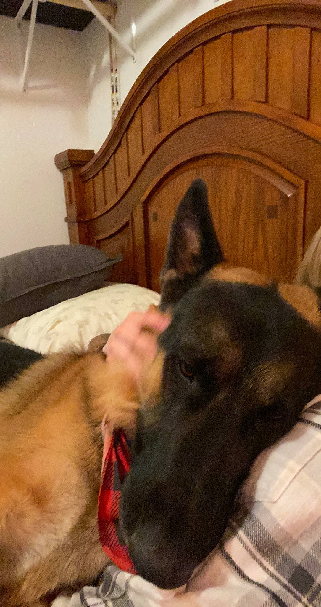 Micco is registered to the contest to win money with this photo: carnivore, collar, comfort, companion_dog, dog, dog_breed, dog_collar, ear, fawn, felidae, fur, giant_dog_breed, hardwood, jaw, liver, snout, sporting_group, whiskers, wood, working_animal