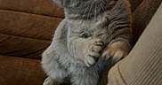 Binxy joined the competition — help win amazing prizes! animal, brown, cat, couch, cozy, curious, cute, domestic, feline, fur, gray_cat, hand, indoor, interaction, kitten, mammal, pet, small, touching, young