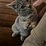 animal, brown, cat, couch, cozy, curious, cute, domestic, feline, fur, gray_cat, hand, indoor, interaction, kitten, mammal, pet, small, touching, young
