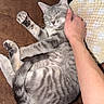 cat, comfort, contentment, couch, cozy, domestic_animal, feline, fur, gray_tabby, hand, human_interaction, indoor, paw, pet, relaxation, resting, sleeping, soft_blanket, tail, whiskers
