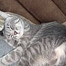 Binxy is registered to the contest to win money with this photo: animal, brown, cat, closeup, couch, cozy, cute, domestic_animal, feline, fur, gray_tabby, indoor, nap, peaceful, pet, relaxed, resting, sleeping, soft_texture, whiskers