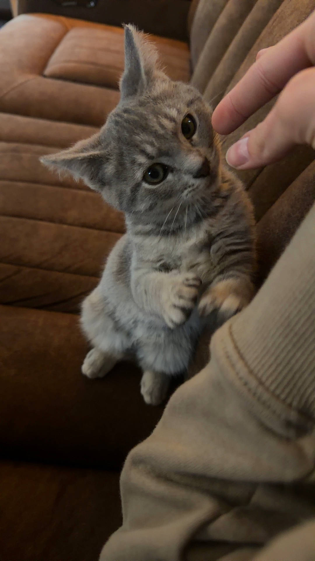 animal, brown_couch, cat, couch, cozy, curious, cute, domestic, feline, fur, gray_cat, human_hand, indoor, kitten, pet, playing, small, tabby, touch, whiskers