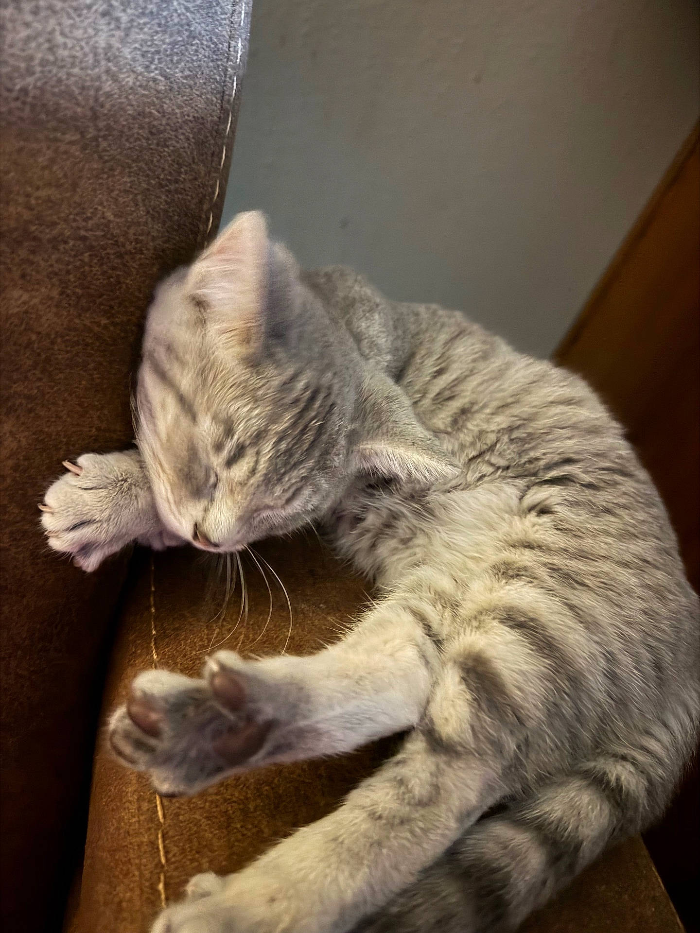 Binxy joined the competition — help win amazing prizes! animal, cat, closeup, couch, cozy, cute, domestic_cat, feline, fur, gray_tabby, home, indoor, leather, mammal, paw, pet, relaxing, resting, sleeping, whiskers