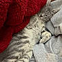 cat, kitten, sleeping_kitten, red_blanket, grey_fur, tabby, stripes, paws, cozy, nap, indoor, blanket, couch, soft_texture, whiskers, closeup, pet, relaxed, fur, domestic_cat
