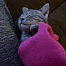 animal, cat, close_up, comfort, cozy, cute, cute_animal, domestic_cat, feline, indoor, kitten, paw, pet, pink_sleeve, relaxation, resting, sleeping, snuggle, soft_texture, warm_colors