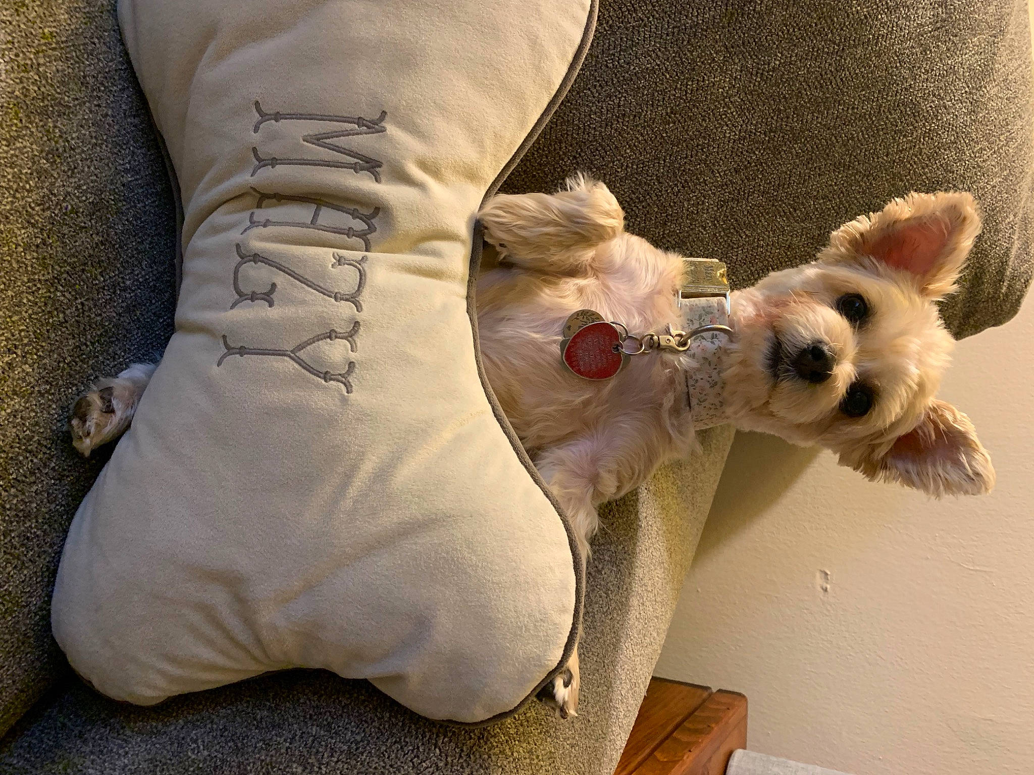 Mazy is registered to the contest to win money with this photo: carnivore, comfort, companion_dog, dog, fawn, felidae, foot, fur, gesture, human_leg, knee, linens, mammal, sock, stuffed_toy, sunglasses, thigh, toy_dog, vertebrate, working_animal