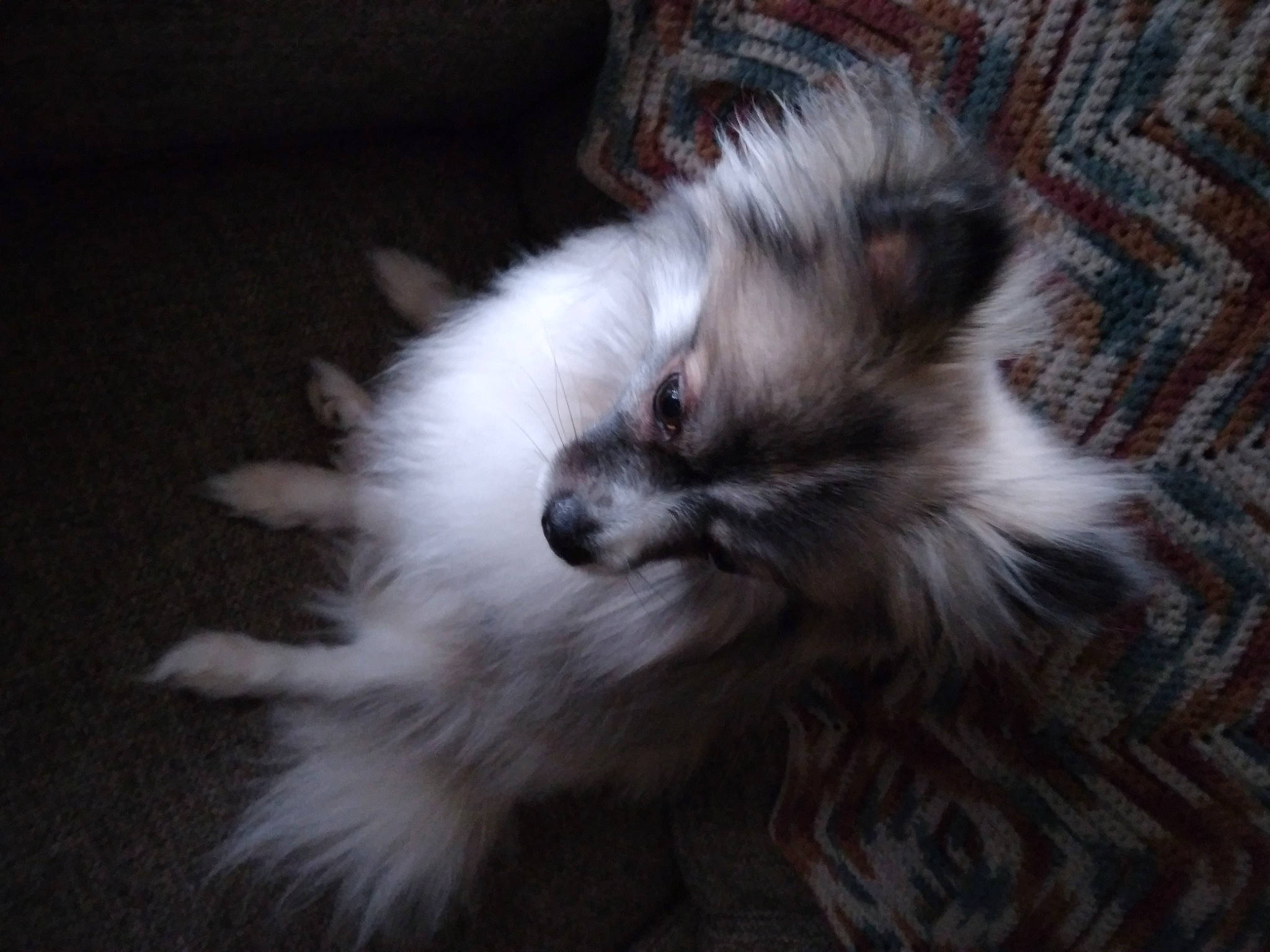 Roxy is registered to the contest to win money with this photo: canidae, carnivore, companion_dog, corgi_chihuahua, dog, dog_breed, fawn, fur, german_spitz, german_spitz_klein, german_spitz_mittel, non_sporting_group, snout, spitz, sporting_group, terrestrial_animal, toy_dog, volpino_italiano, whiskers, working_animal