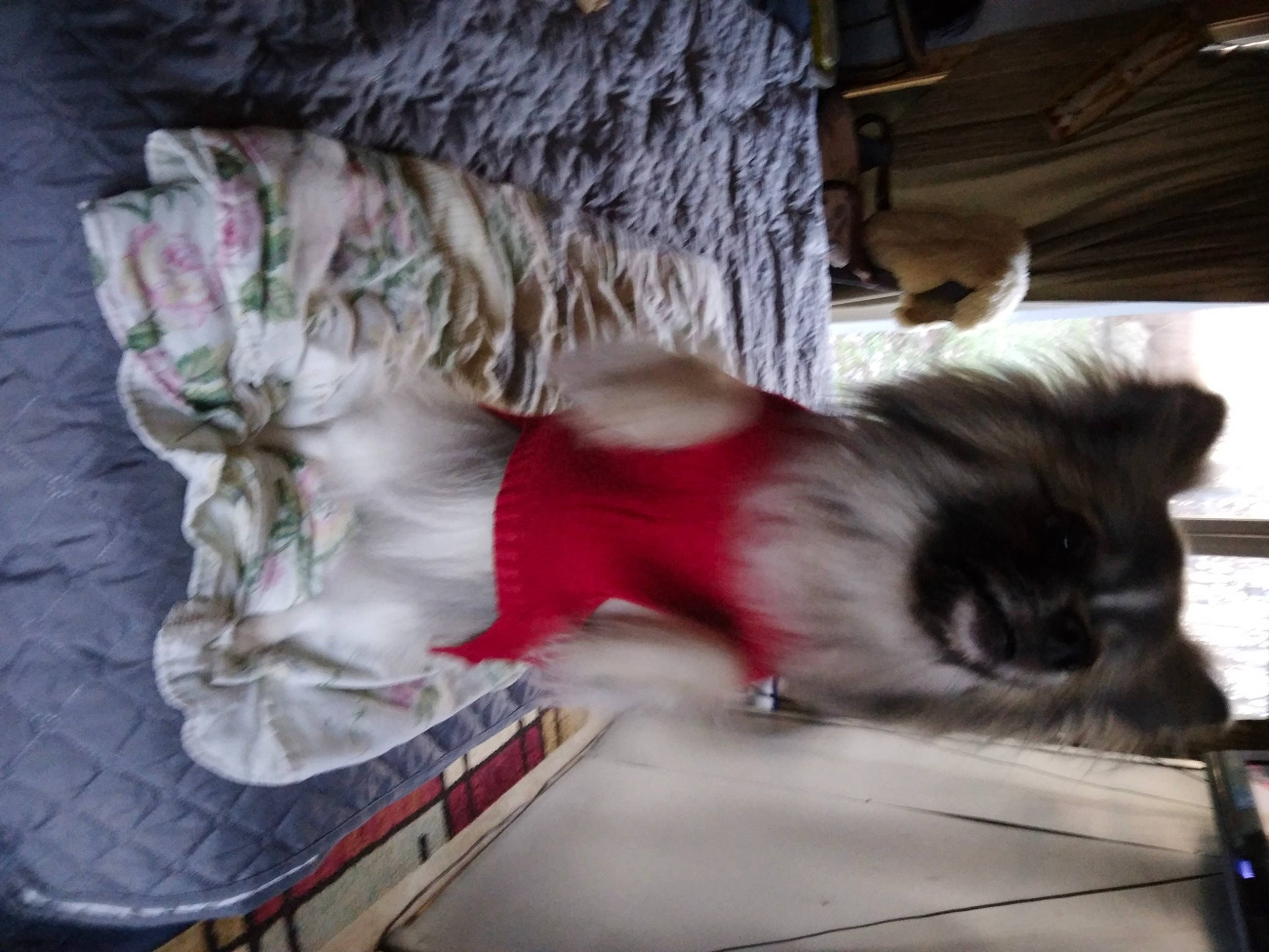 Roxy is registered to the contest to win money with this photo: canidae, carmine, carnivore, comfort, companion_dog, dog_breed, event, felidae, foot, fur, fur_clothing, human_leg, paw, small_to_medium_sized_cats, sporting_group, stuffed_toy, tail, thigh, tree, whiskers