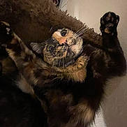 Pumpkin is registered to the contest to win money with this photo: animal, cat, closeup, cozy, curious, cute, eyes, face, feline, fur, indoor, indoor_lighting, lying_down, nose, paw, pet, relaxed, stretching, tortoiseshell, whiskers