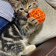Archie is registered to the contest to win money with this photo: kitten, cat, pet, toy_ball, orange_ball, paw, whiskers, fur, striped, couch, cushion, indoor, close_up, playful, chewing, relaxing, ears, eyes, adorable, home