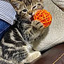 kitten, cat, pet, toy_ball, orange_ball, paw, whiskers, fur, striped, couch, cushion, indoor, close_up, playful, chewing, relaxing, ears, eyes, adorable, home