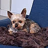 animal, blanket, blue_chair, companion, cozy, cute, cute_pet, dog, domestic, ears, fluffy, fur, household, indoor, pet, relaxed, resting, small_dog, tongue_out, yorkshire_terrier