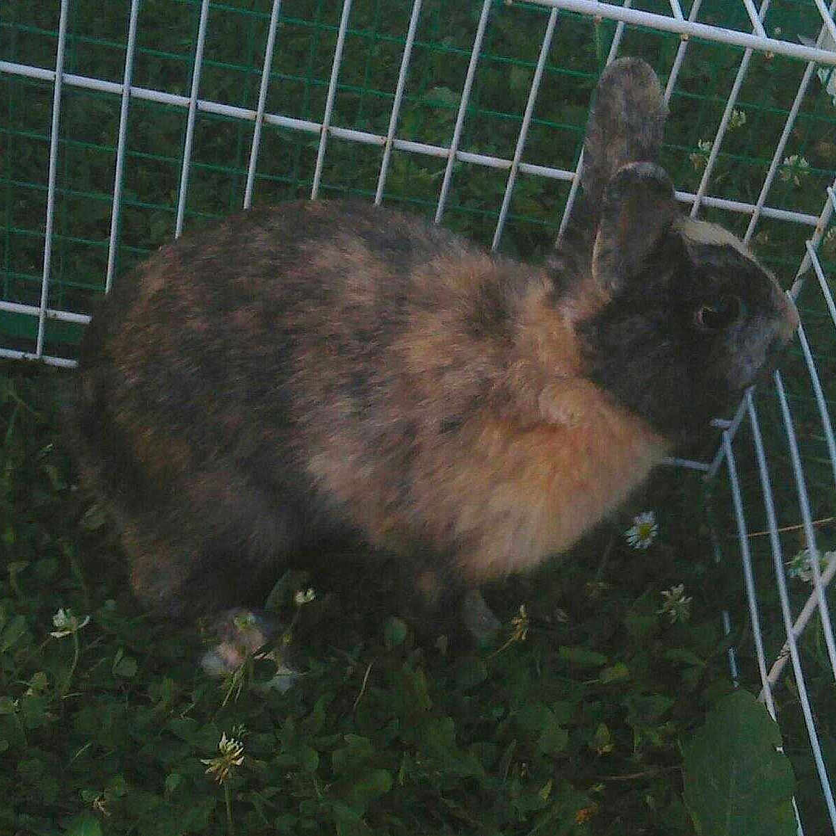 Filou