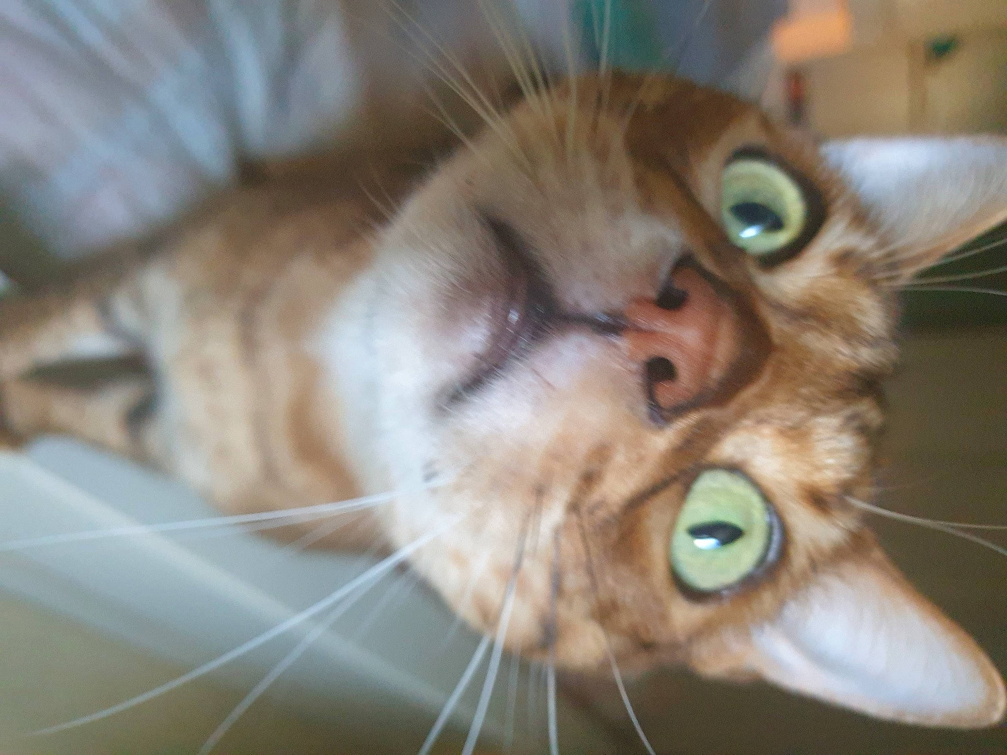 Méphisto participe au concours pour gagner de l'argent avec cette photo : asian, carnivore, cat, close_up, ear, european_shorthair, eye, felidae, fur, kitten, mammal, nose, singapura, skin, small_to_medium_sized_cats, snout, somali, tabby_cat, toyger, whiskers